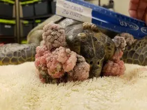 A green sea turtle with FP tumors around their face