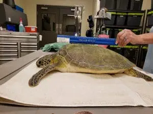 A green sea turtle with a ruler above them