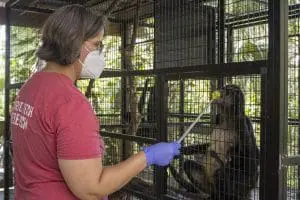Woman in a Florida Tech t-shirt using a yellow target with a spider monkey for research purposes. 