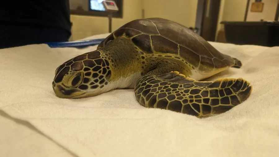 A green sea turtle on a white towel