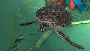 A photo of a sea turtle in a tank.