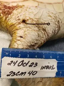 An intake photo of a sea turtle patient that shows the hook in the turtle's flipper.