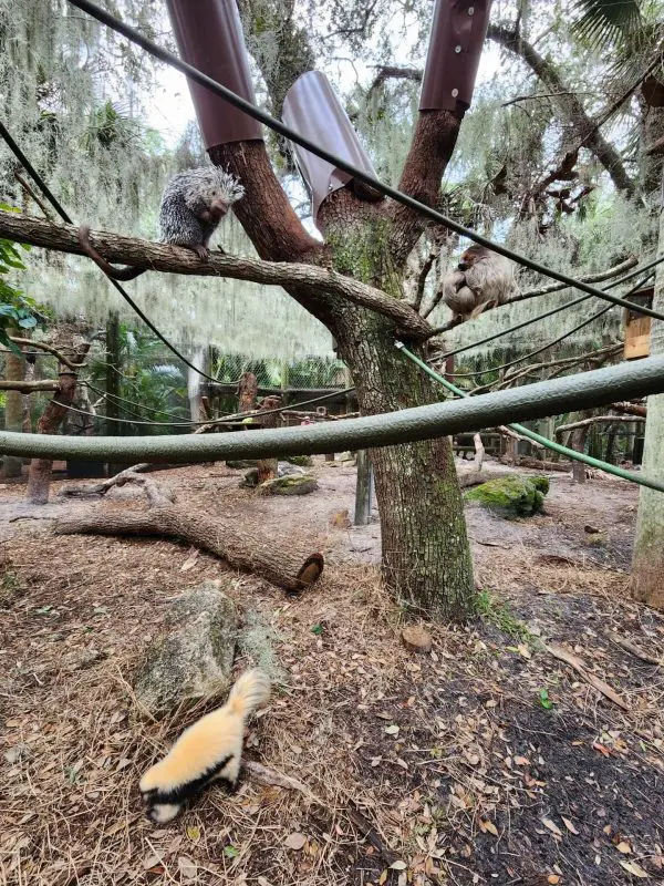 A striped skunk, two-toed sloth and prehensile-tailed porcupine in a new Zoo habitat.