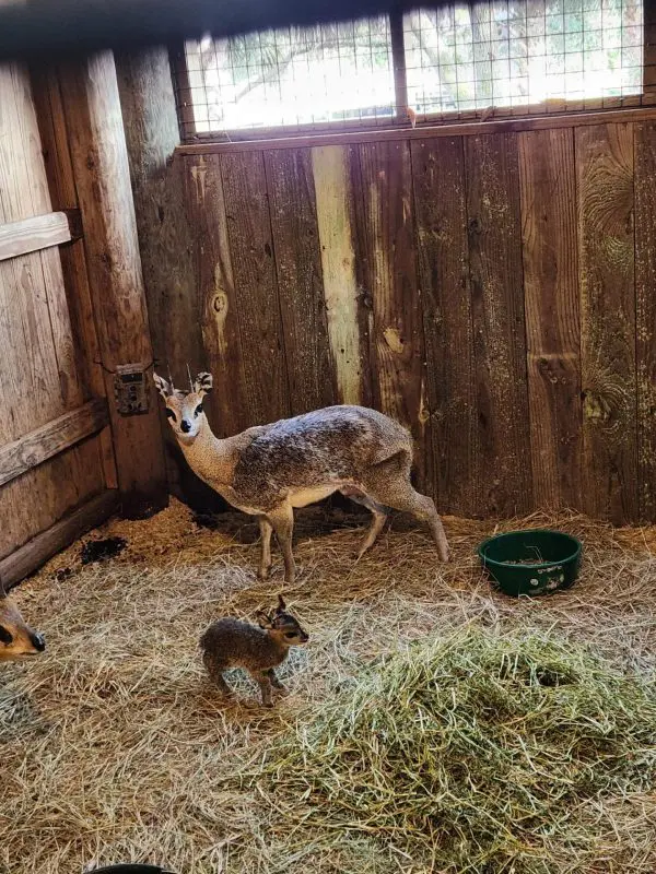 A mother and baby klipsringer