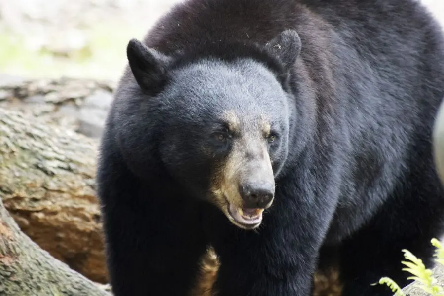 A Florida black bear