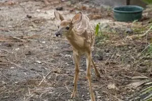 A fawn.