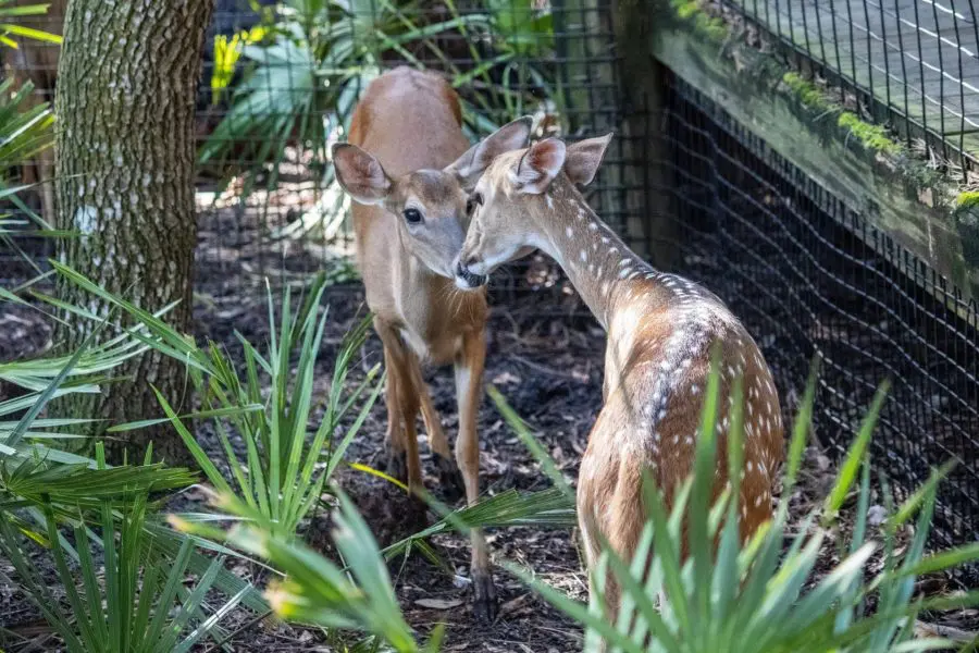 A white-tailed and fallow deer greeting one another. 