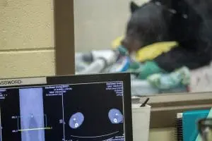 A photo of a Florida black bear getting a CT scan.