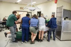 A group of people lift a sedated Florida black bear.