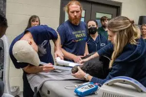 A group of people stand around a sedated Florida black bear being intubated.