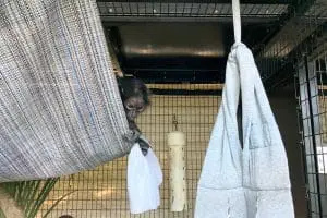 A black-handed spider monkey baby in a hammock.