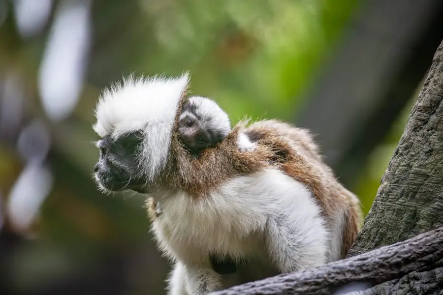 A cotton-top tamarin baby clings to the back of a family member.