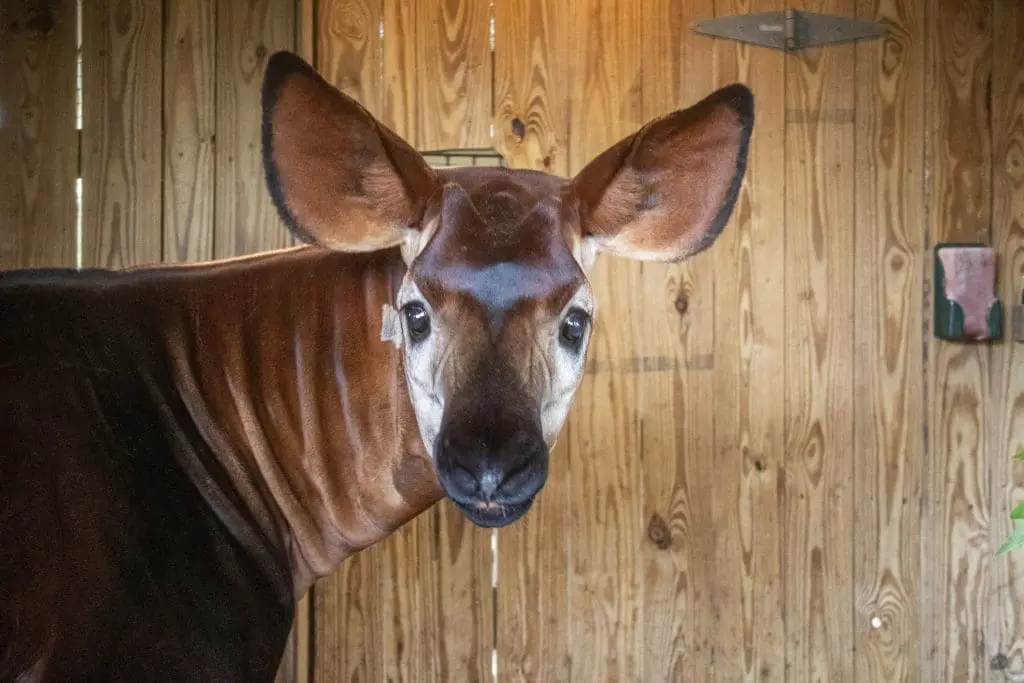 A male okapi