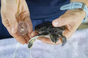 A young green sea turtle posing next the plastic that was stuck in their body