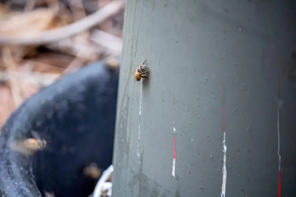 A bee on a container