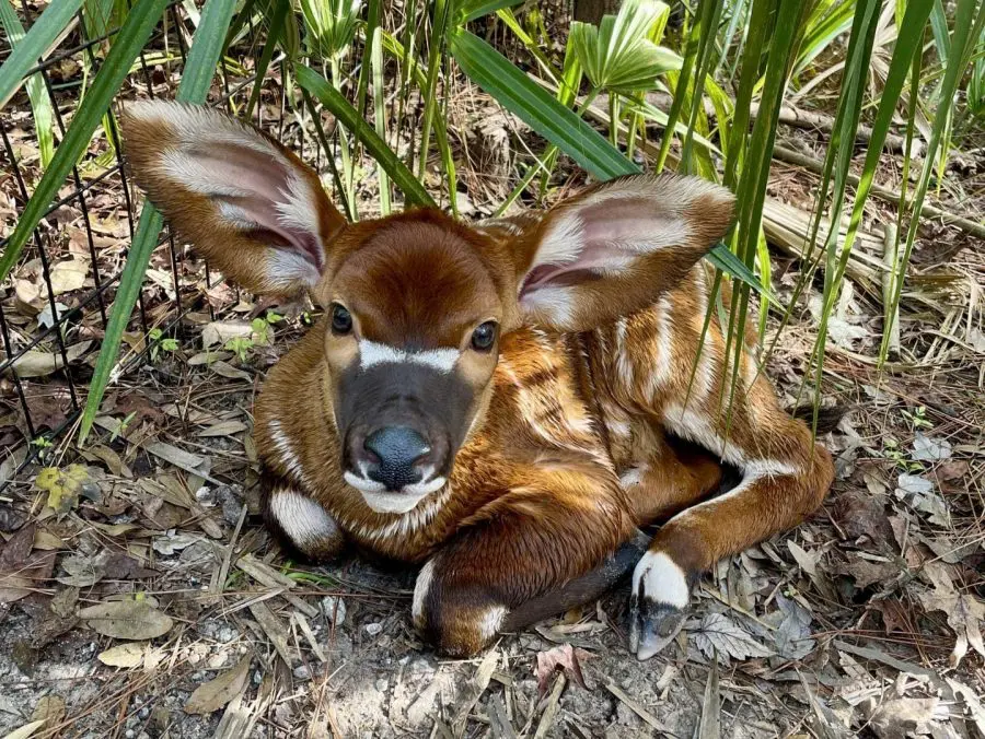 An Eastern Bongo calf laying in a bush