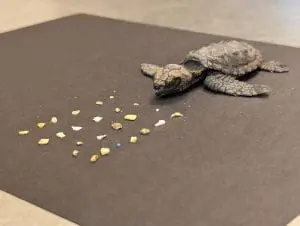 A dead young hawksbill sea turtle with the plastic pulled from their body. 