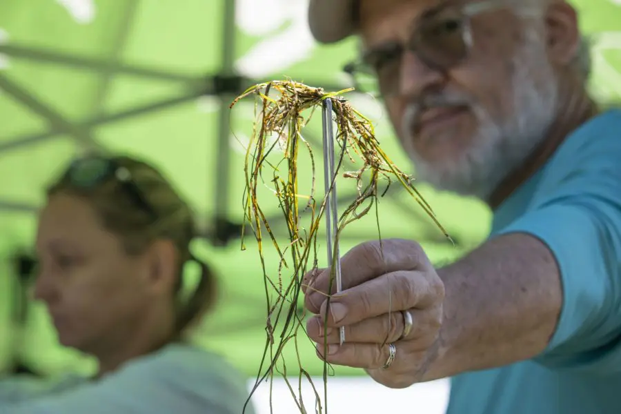 A man holding up a spring of seagrass.