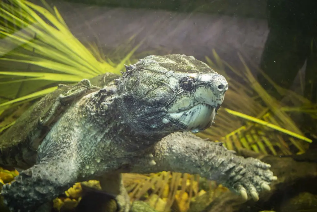 An alligator snapping turtle