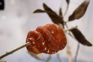 An emerald tree boa snakelet on a branch.