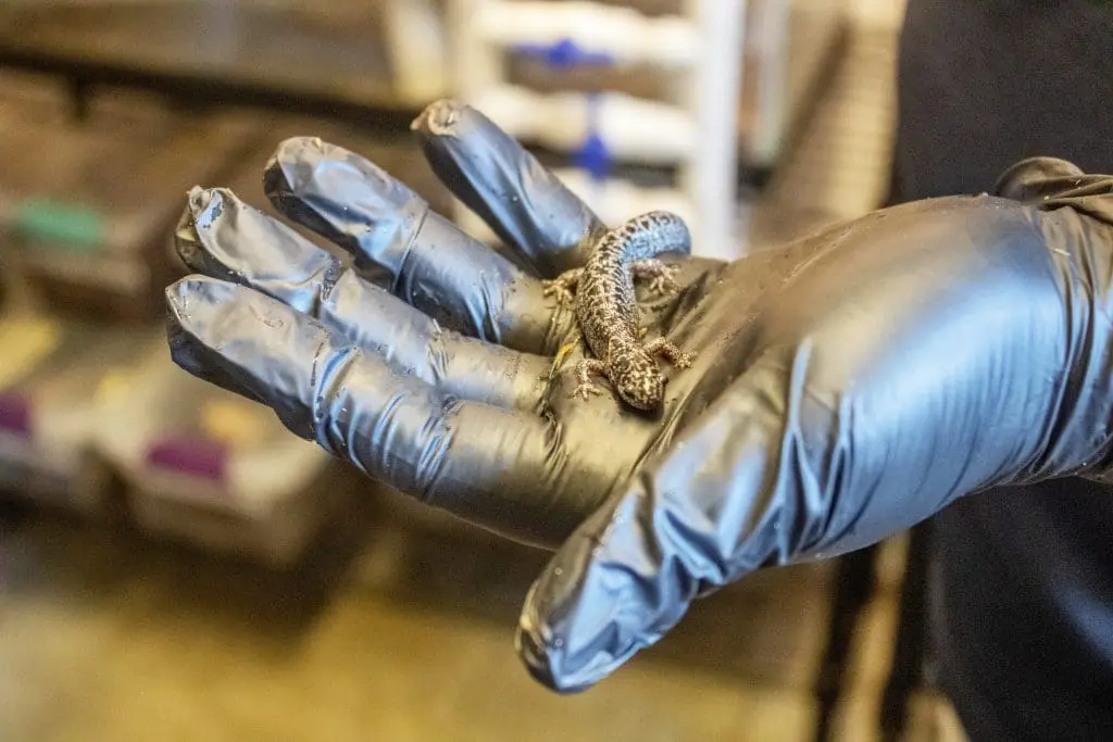 Frosted flatwood salamander in a gloved hand