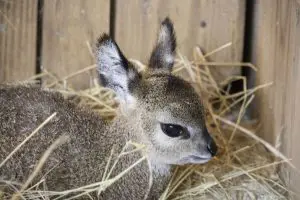 A klipspringer calf lies in hay