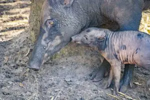 North Sulawesi babirusa mom and piglet