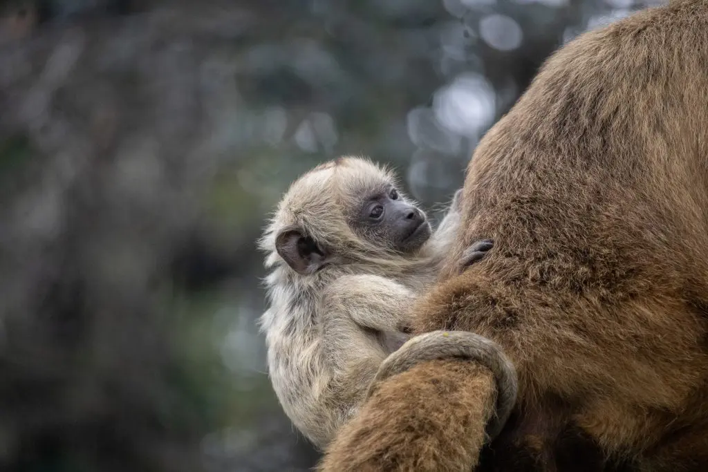 A black howler monkey infant clings to his mom's tail.