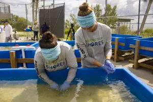 Two women planting seagrass