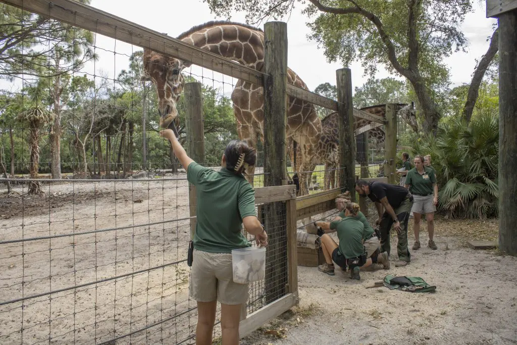 Keepers holding a giraffe hoof trim