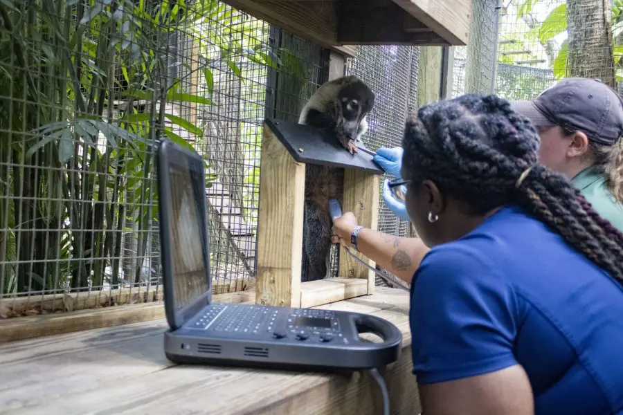 A white-nosed coati receives an ultrasound