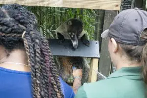 A white-nosed coati receives an ultrasound