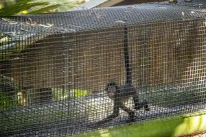 A black-handed spider monkey in a tunnel