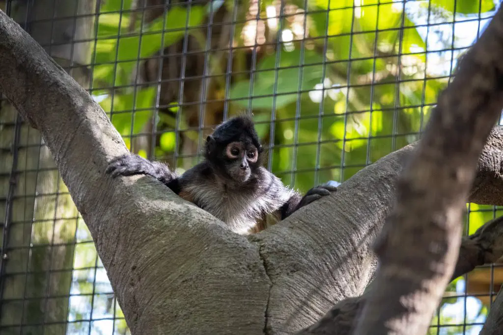 A black-handed spider monkey on a tree