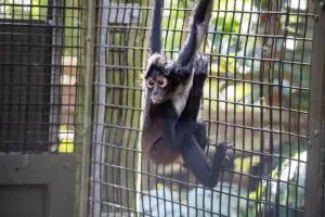 A black-handed spider monkey on a fence