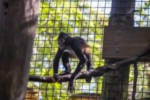 A black-handed spider monkey on a branch