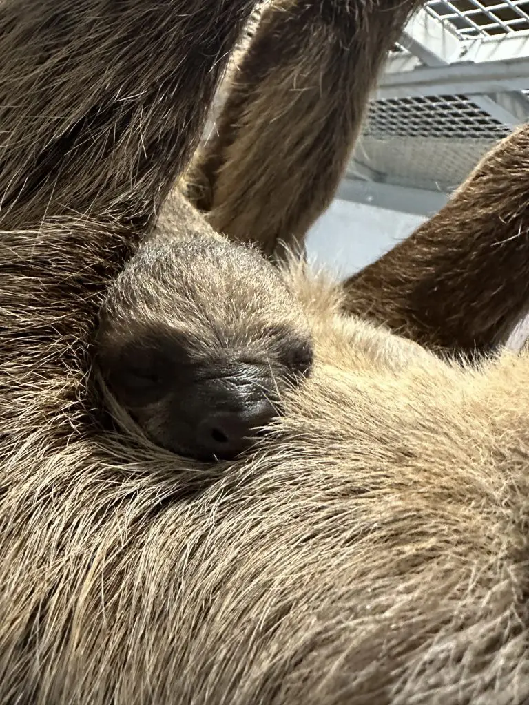 A baby sloth clinging to Mom.