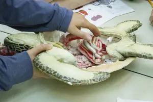 A hand moves organs in a life-sized sea turtle model