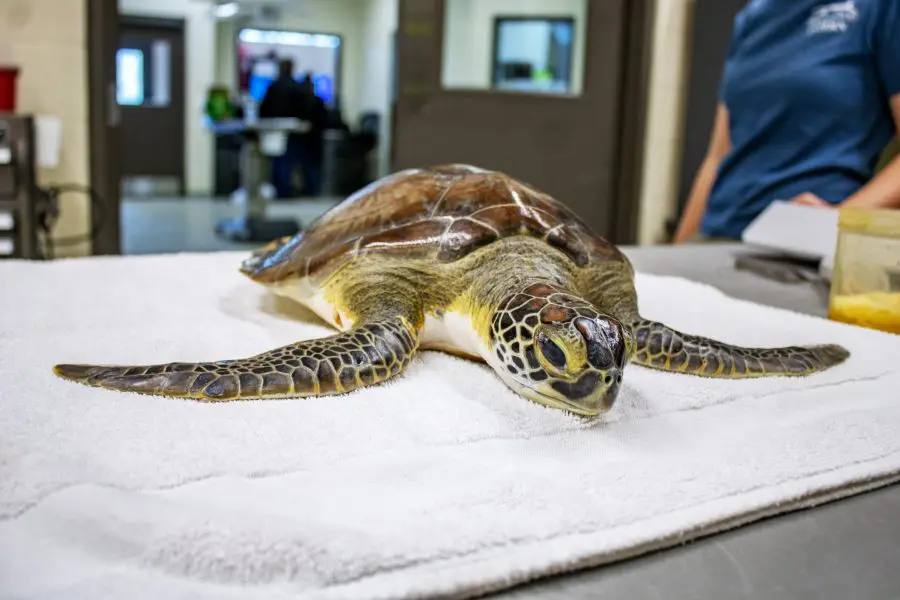 A green sea turtle