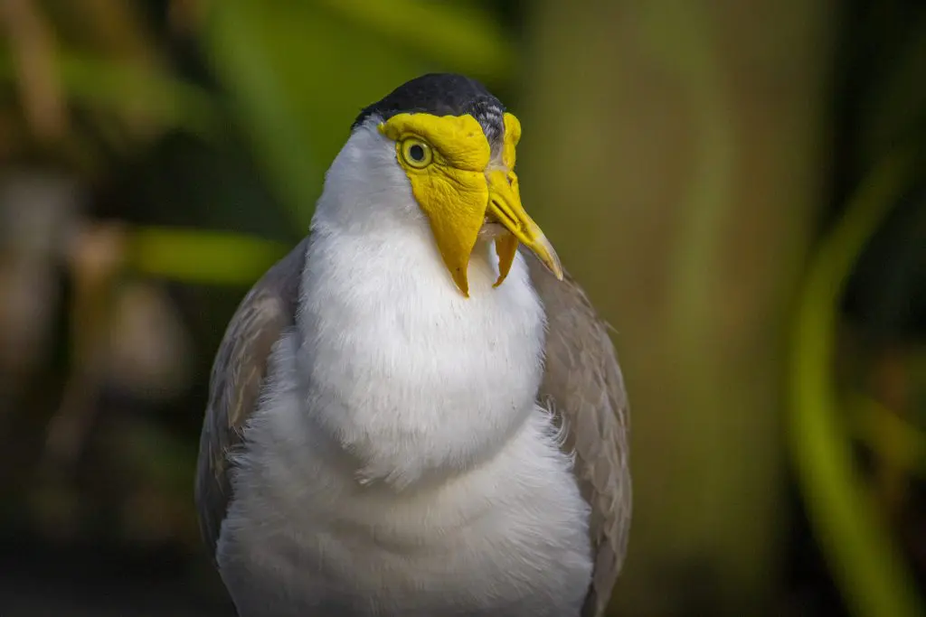 a masked lapwing portrait