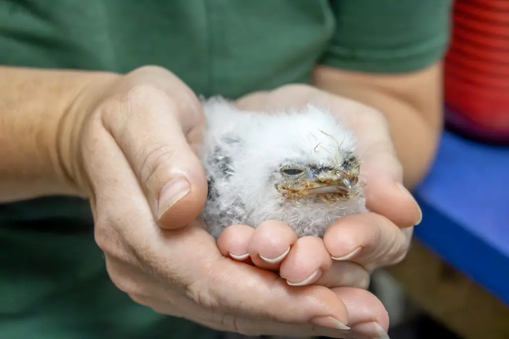 Tawny frogmouth chick being held