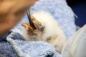 Tawny frogmouth chick being fed