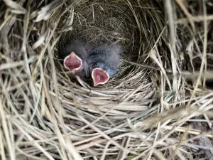 Two Florida grasshopper sparrow chicks in a nest