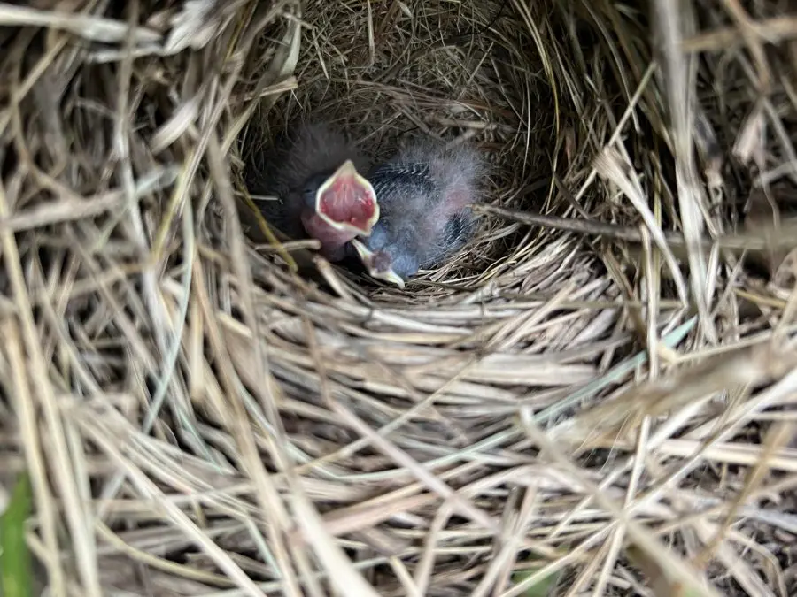 Two Florida grasshopper sparrow chicks in a nest