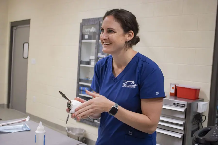 A female veterinarian holding a small sea turtle. 