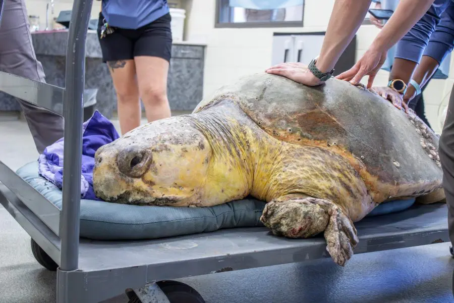 Loggerhead sea turtle Bubba receives an exam.