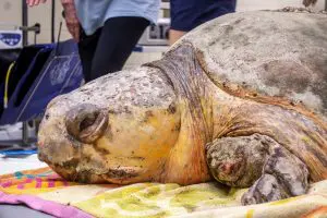 Loggerhead sea turtle Bubba receives an exam.