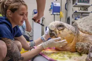 Loggerhead sea turtle Bubba receives an exam.