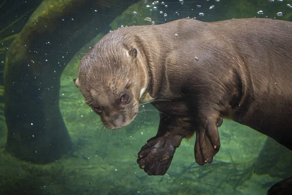 A giant otter swimming