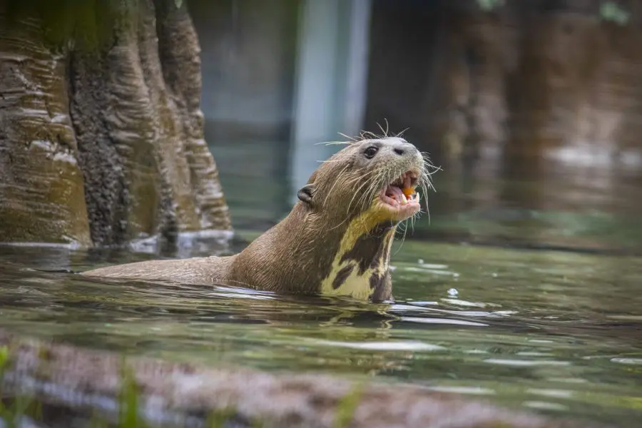 Giant otter eating